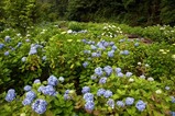 あじさい辰口親水公園