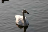 白鳥07-11-08古徳沼12羽