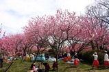 古河桃まつり桃の花菜の花(3)