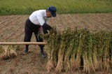常陸秋そばin常陸大宮