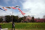 古河桃まつりこいのぼり