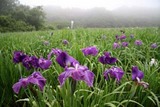 青山花しょうぶ園10-06-15三分咲