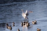 古徳沼10-1-18白鳥