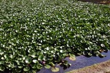 は花睡蓮静峰ふるさと公園