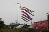里川菜の花鯉のぼり