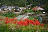 彼岸花08-09-23中舟生駅列車線路