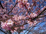 東日本大震災11-03-31久慈浜河津桜