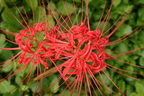 花彼岸花北沢