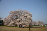 桜瑞龍小学校