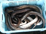 久慈漁港061020アナゴ