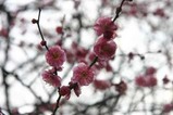 水戸の梅祭り