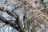 桜額田阿弥陀寺