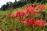 花彼岸花常福地