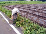 常陸秋そば08-09-15御前山
