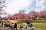 古河桃まつり桃の花菜の花(2)