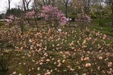 チューリップ茨城県植物園