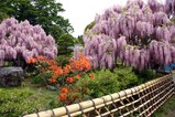 金砂郷藤の花茅根