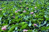 蓮親沢の「池