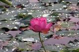 花蓮親沢の池