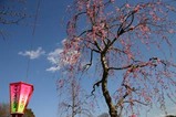 東海村桜祭り