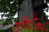花彼岸花水府松平