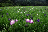 青山花菖蒲園