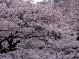 桜平和通り