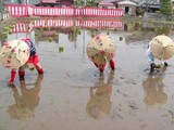 笠間御田植え祭