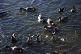 白鳥古徳沼07-12-06