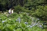 あじさい辰口親水公園