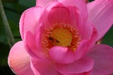 花蓮親沢の池