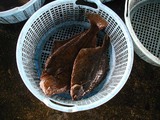 久慈漁港061020カレイ
