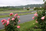 あじさい辰口親水公園