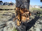 東日本大震災11-03-31久慈浜河津桜