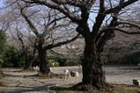 桜熊野神社