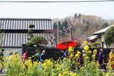 大山寺10-04-18和尚行列