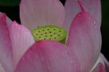 花蓮親沢の池