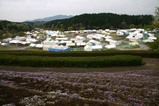笠間つつじまつり08-04-26(3)芝桜