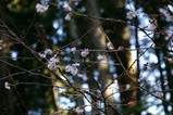十月桜水戸八幡