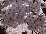 さ桜前原児童公園