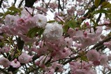 八重桜まつり