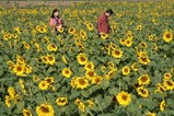なかひまわりフェスティバル09-10-31(2)ひまわり