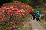 笠間つつじまつり08-04-26(1)つつじ