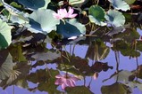 花蓮親沢の池