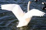 古徳沼10-1-18白鳥