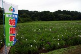青山花菖蒲園