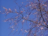 十月桜金沢小学校