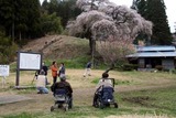 桜12-04-22大子町外大野の枝垂れ桜八分咲き