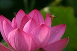 花蓮親沢の池