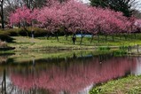 古河桃まつり桃の花菜の花(3)